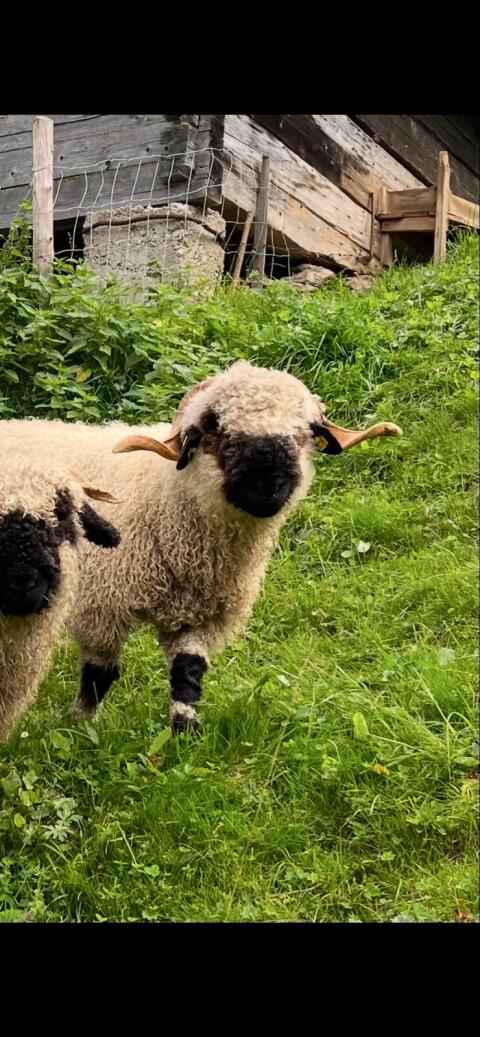Walliser Schwarznasen Widder