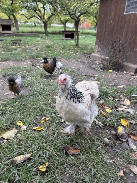 Brahma