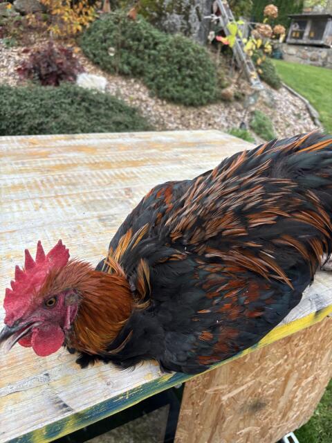 Marans Hahn