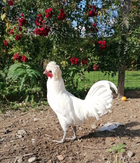 Junghähne (Zwergpaduaner, holländisches Zwerghaubenhuhn)