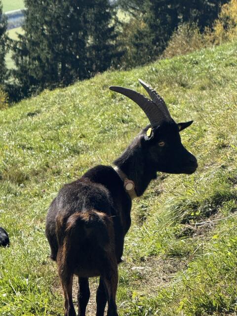 Aosta Ziege