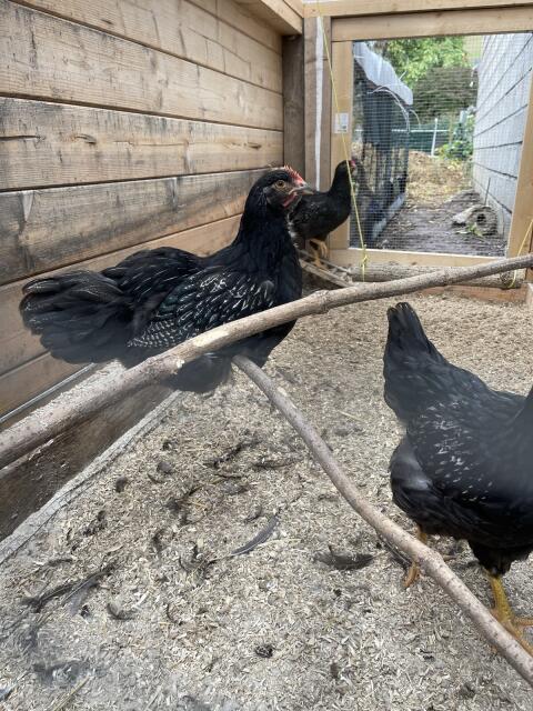 Barnevelder Junghähne