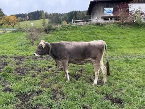 Braunviehkuh