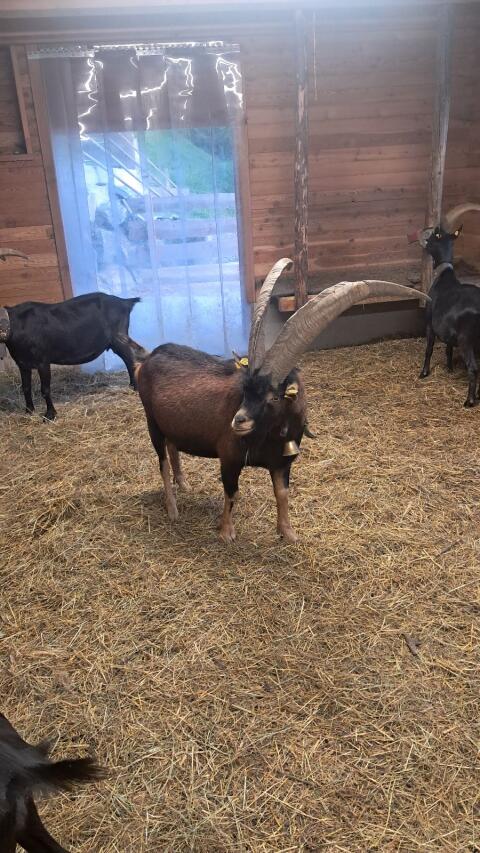 Aosta Ziegenbock