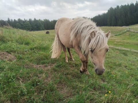 Pony Stute sucht neues Zuhause