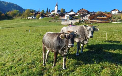 Verkaufe 2 schöne Grauvieh Kalbinnen, bio, HB-fähig