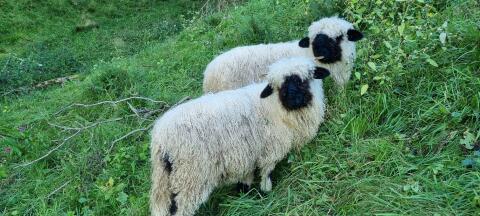 Walliser weiblich