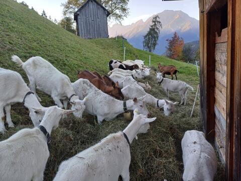 HB GGZ Ziegen und HB Saanen Ziegen