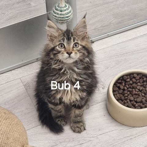 6 reinrassige Maine Coon Babys suchen Personal