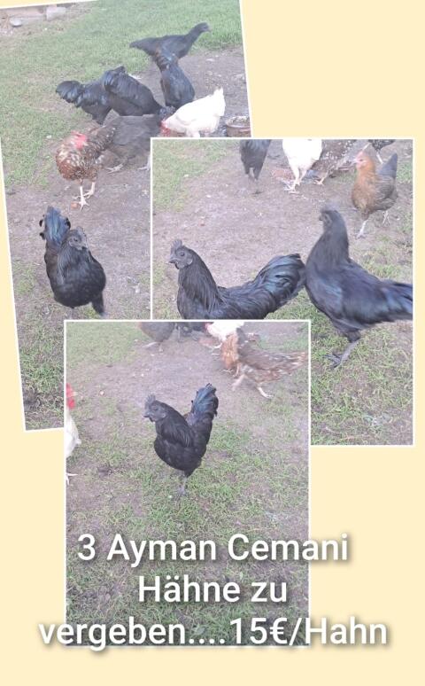 Ayman Cemani Hähne