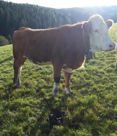 Verkaufe trächtige Fleckvieh-Kalbin