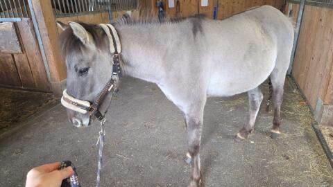 Konik 130 cm 4 J