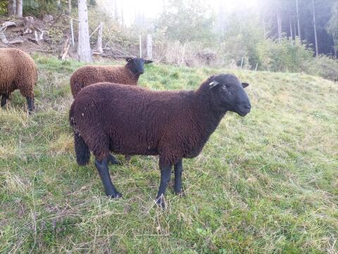 Jura Widder