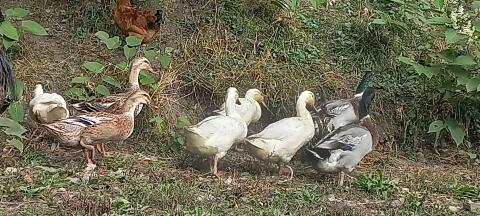 Laufenten Schneckenenten