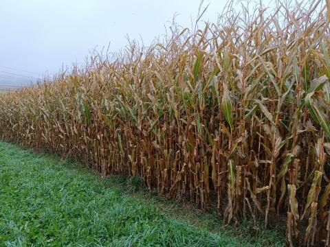 Bio-Mais ab Feld