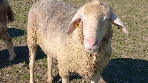 Merino Zuchtbock