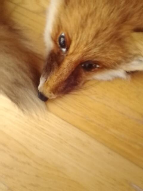 Fuchs Stola