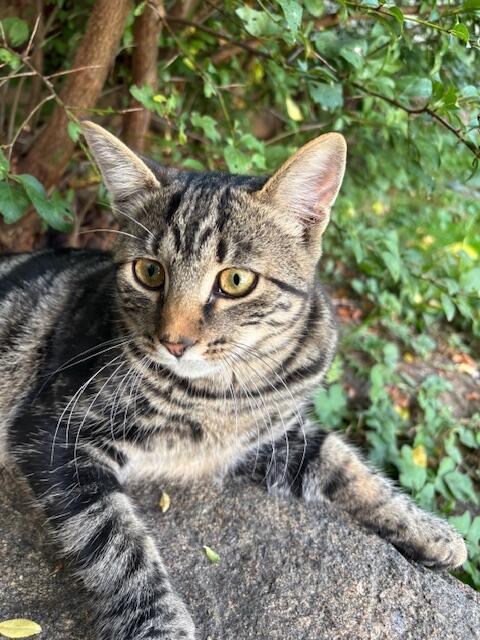 Graue und schwarze Katze