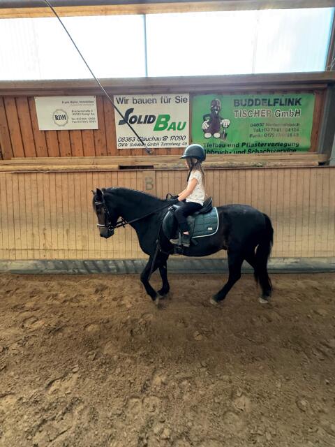 Absolut 100% braver Kinderpony Wallach