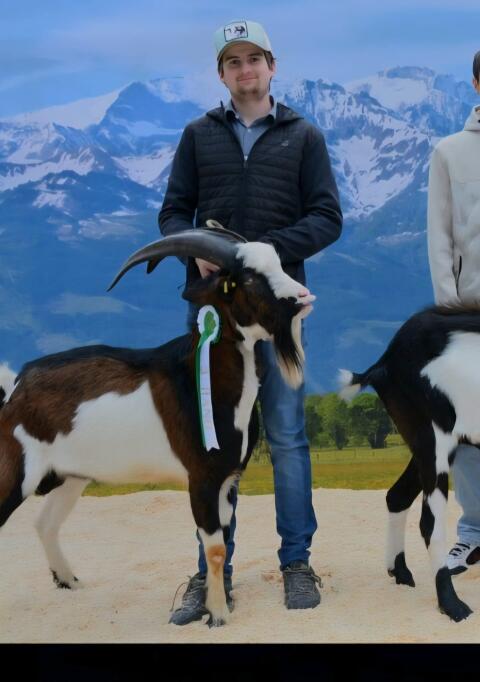 Tauernschecken Bock 1b