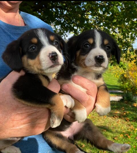 Verkaufe Entlebucher