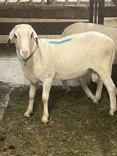 KB. Jungwidder 2a, Bio, BTV3, 4/8 geimpft