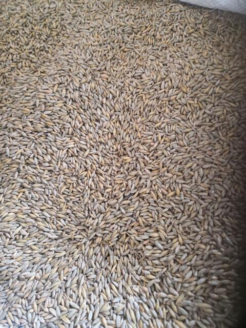 Verkaufe 1.000 kg BIO Roggen-Hafergemenge