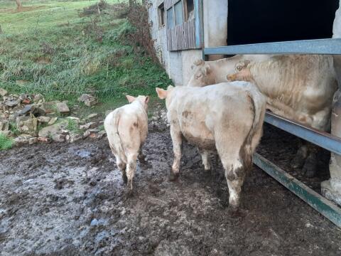 CHAROLAIS Einsteller Stier