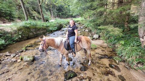 Haflinger-Zuchtstute