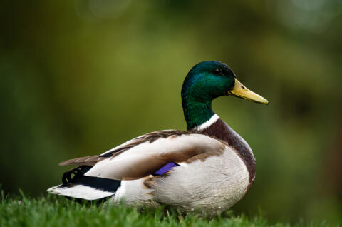 Stockenten, Wildenten