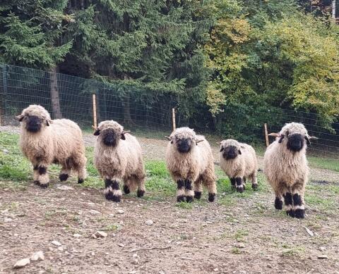 5 Walliser Schwarznasen Herdebuch-Widder