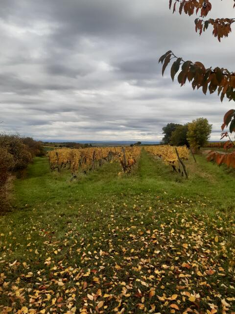 Verkaufe Weingarten in Langenlois, Ried Ladner