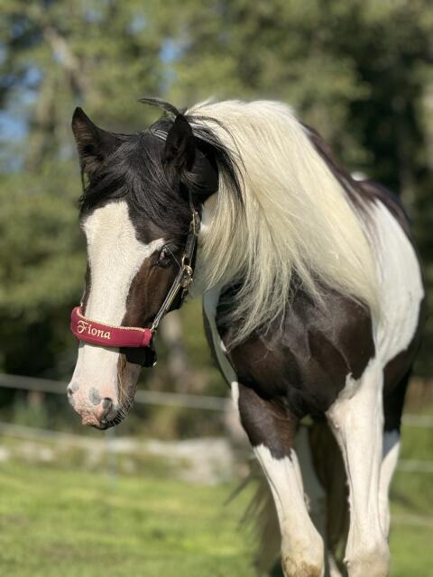 Barock Pinto Stute