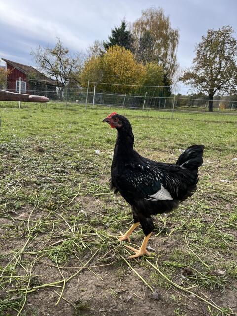 Barnevelder