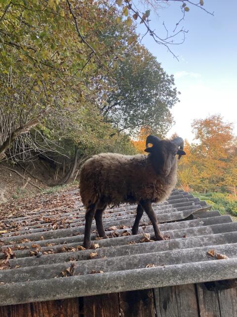 Quessant Bock