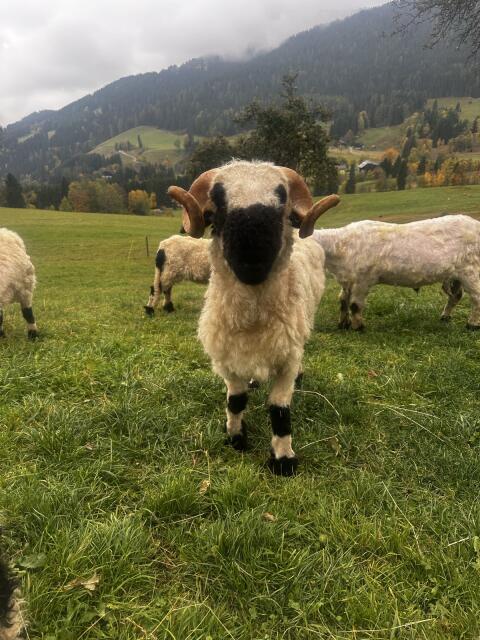 Walliser Schwarznasenwidder