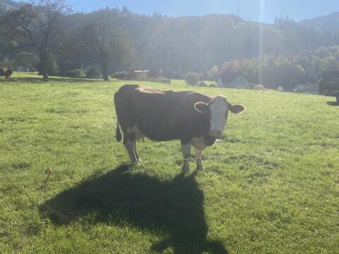 Fleckviehkuh mit 43 kg Milch
