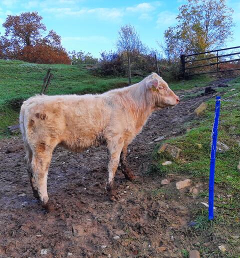 CHAROLAIS Fresser Einsteller