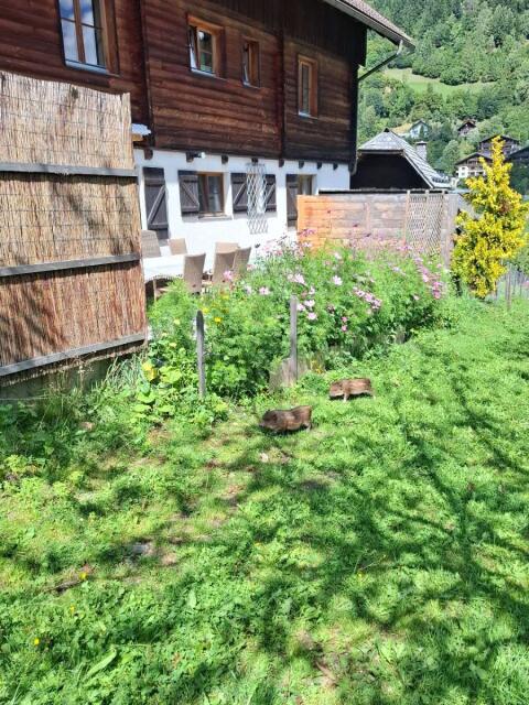 Minischwein-Ferkel männlich zu verkaufen