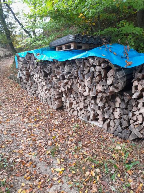 Holz
