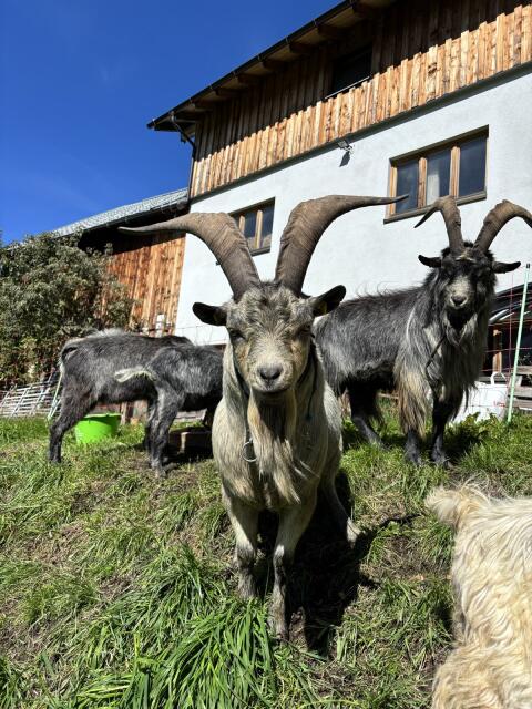 Blobe Bock L-Linie