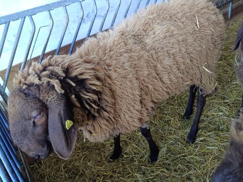 Brauner Bergschaf Widder