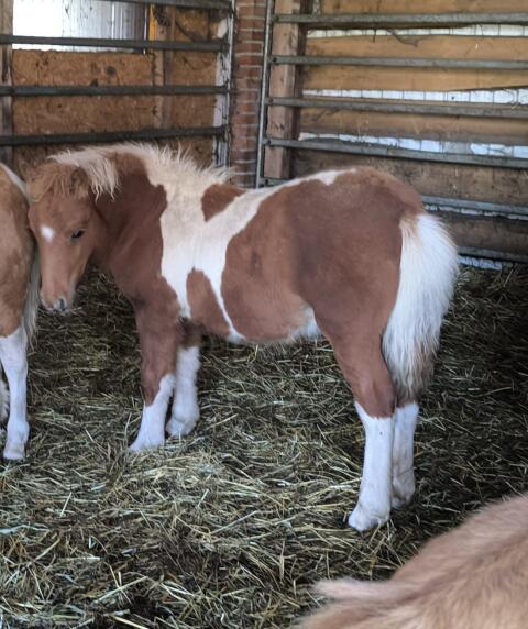 Shetty und Ponys 35 Stk.