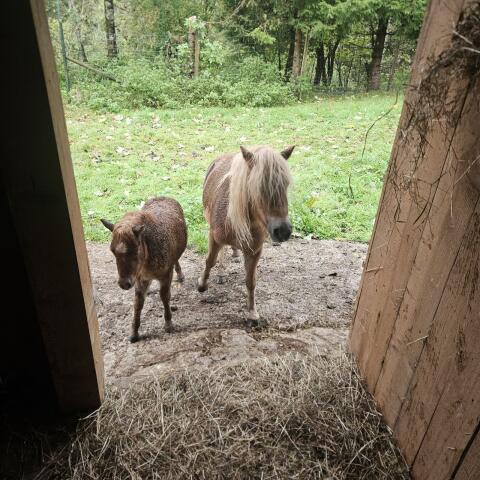 Pony-Stute
