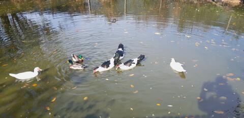 Verkaufe Stille Enten