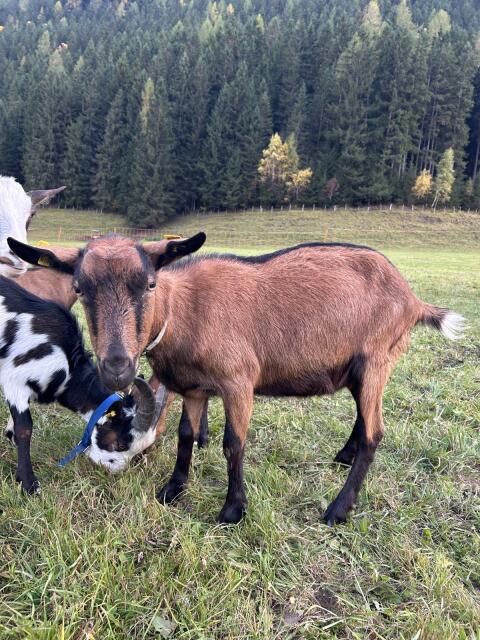 Steirische schecken