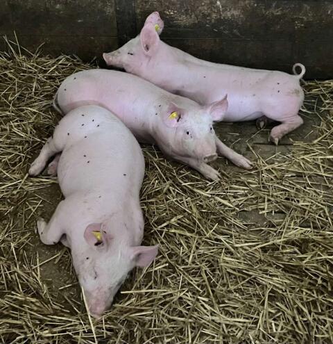 Ferkel zu verkaufen, 22 kg