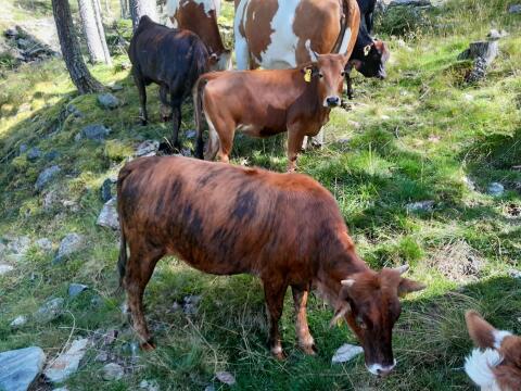 Verkaufe Bio Zwergzebu Kalbinnen