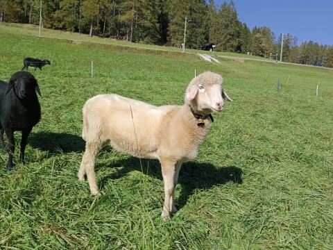 Steinschaf Weiß