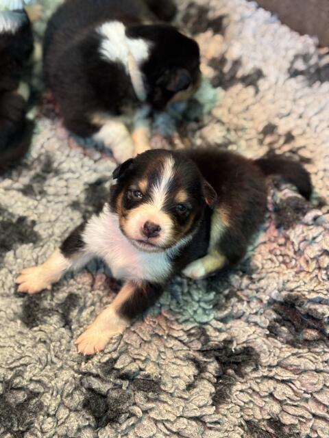 Australian Shepherd mit Ahnentafel